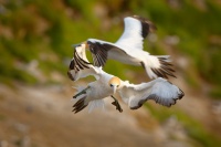 Terej australsky - Sula serrator - Australian Gannet - takapu 2083